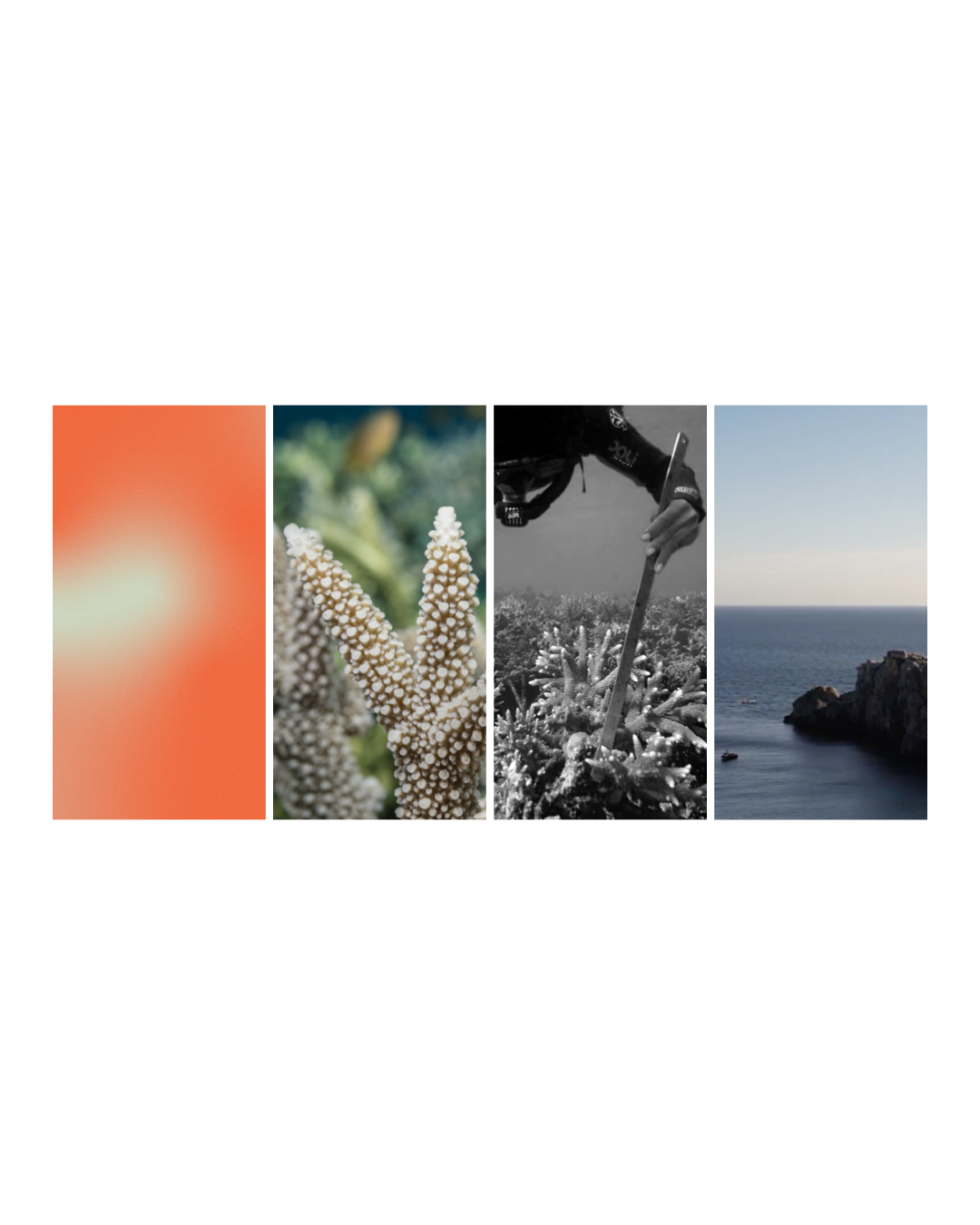Une compilation de quatre images : une surface orange floue, une branche de corail, une personne utilisant un outil pour observer une plante marine, et une vue de la mer avec des rochers.