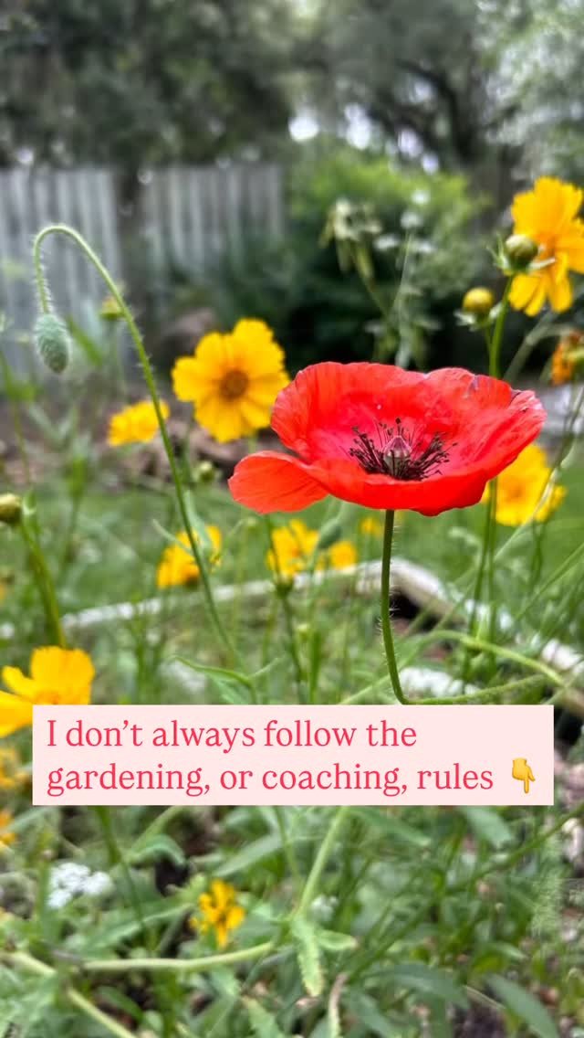 I don’t always follow the gardening rules.
Sometimes I just throw seeds around—literally. I scatter them in places that feel right, or fun, or full of possibility. Some don’t grow. Some surprise me months later. Some burst up in une