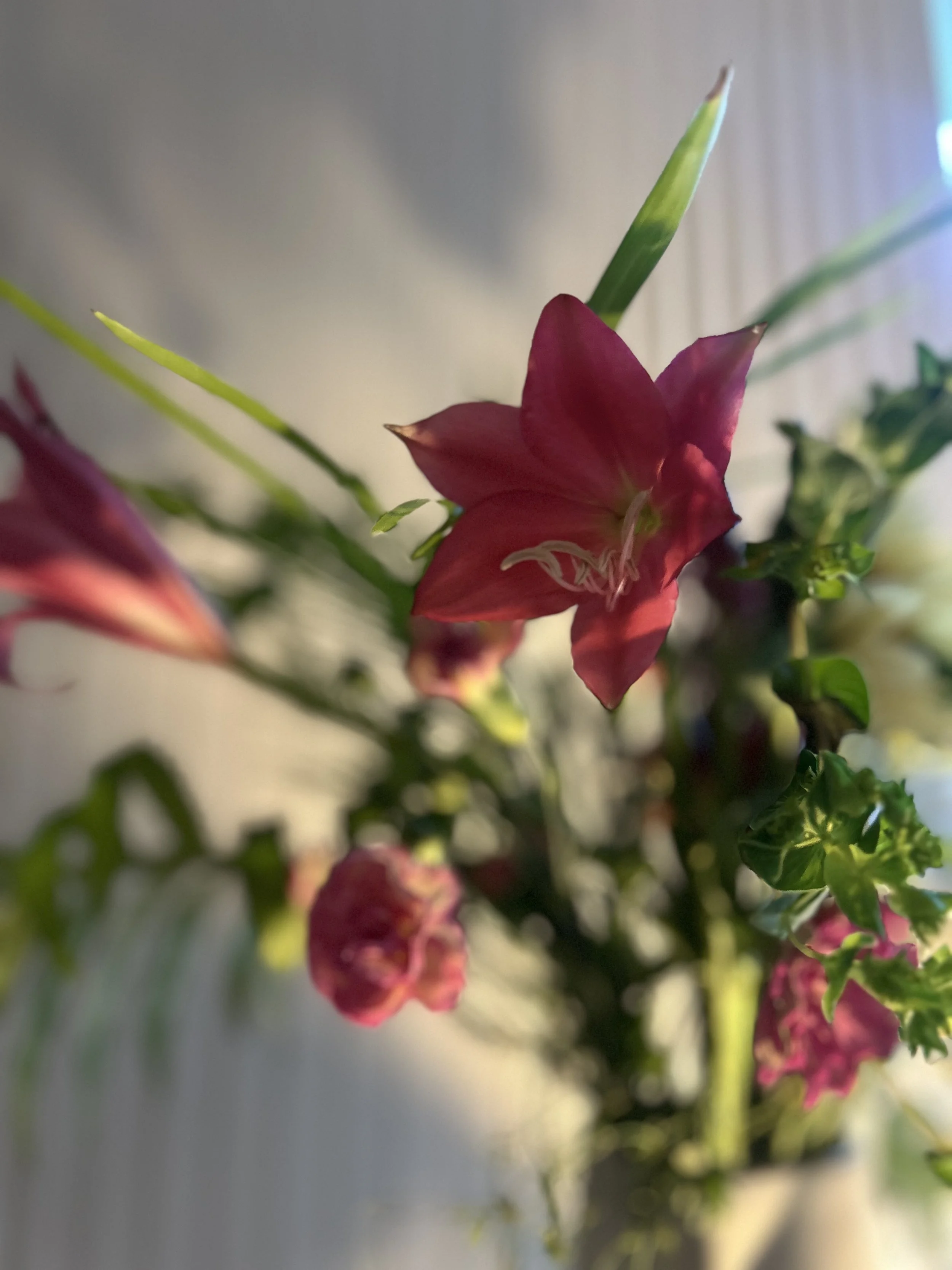 Close-up of a pink flower with green leaves and stems.