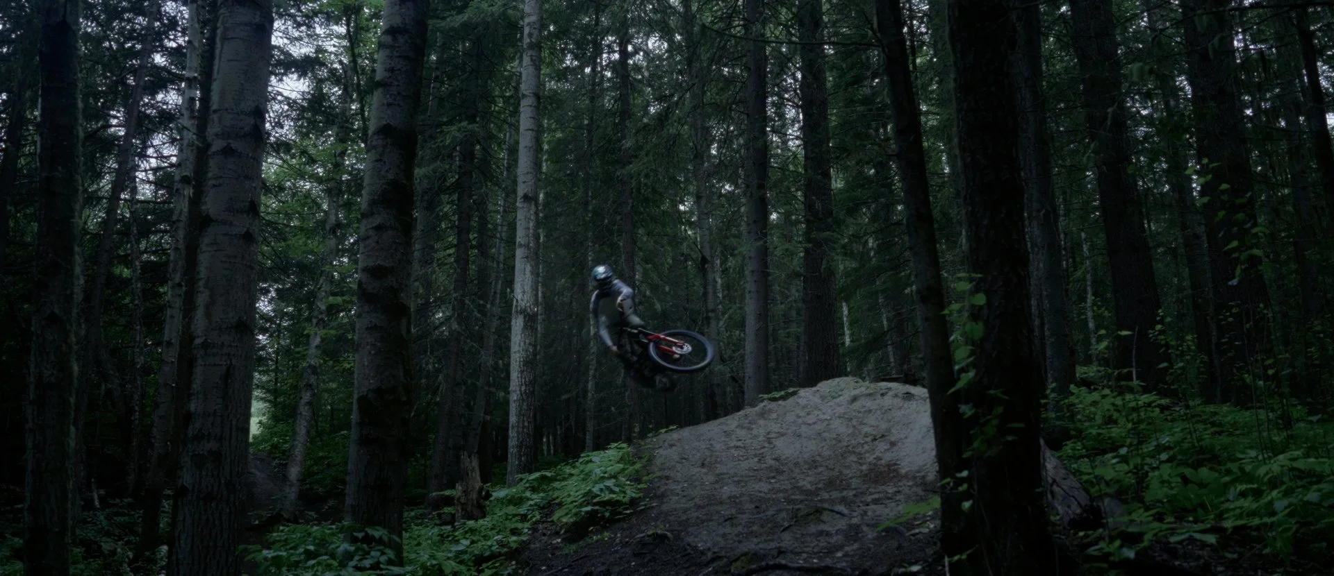 forest wide_1.32.3.jpg