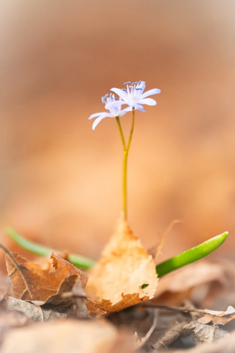 Scilla Bifolia