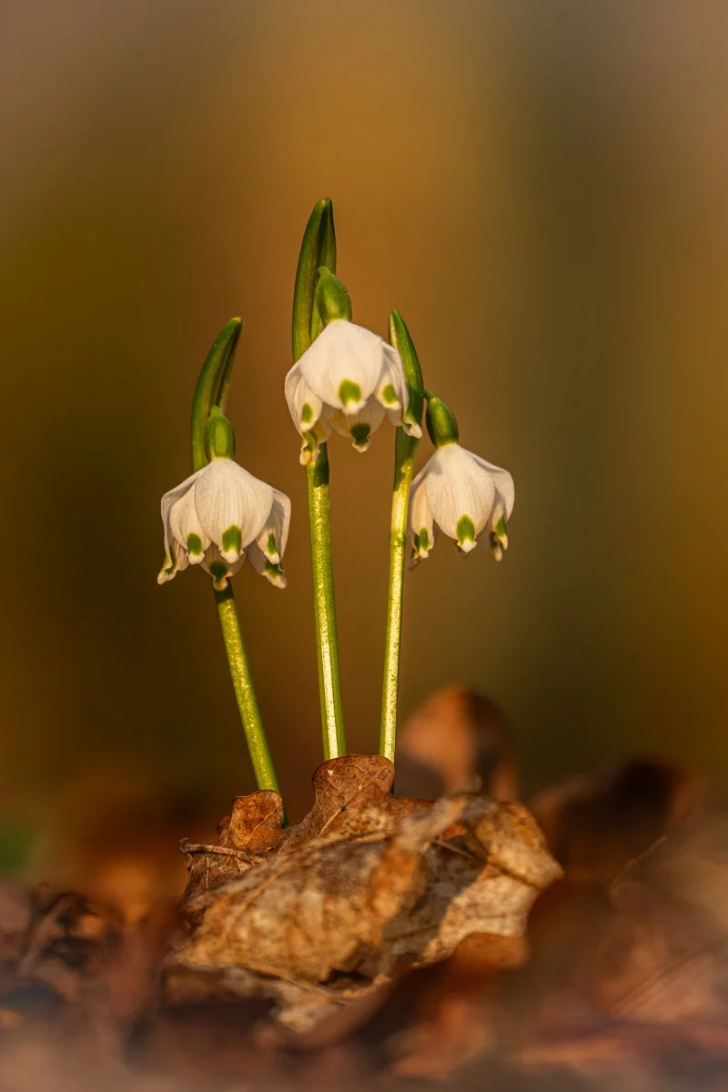 Campanelle di primavera