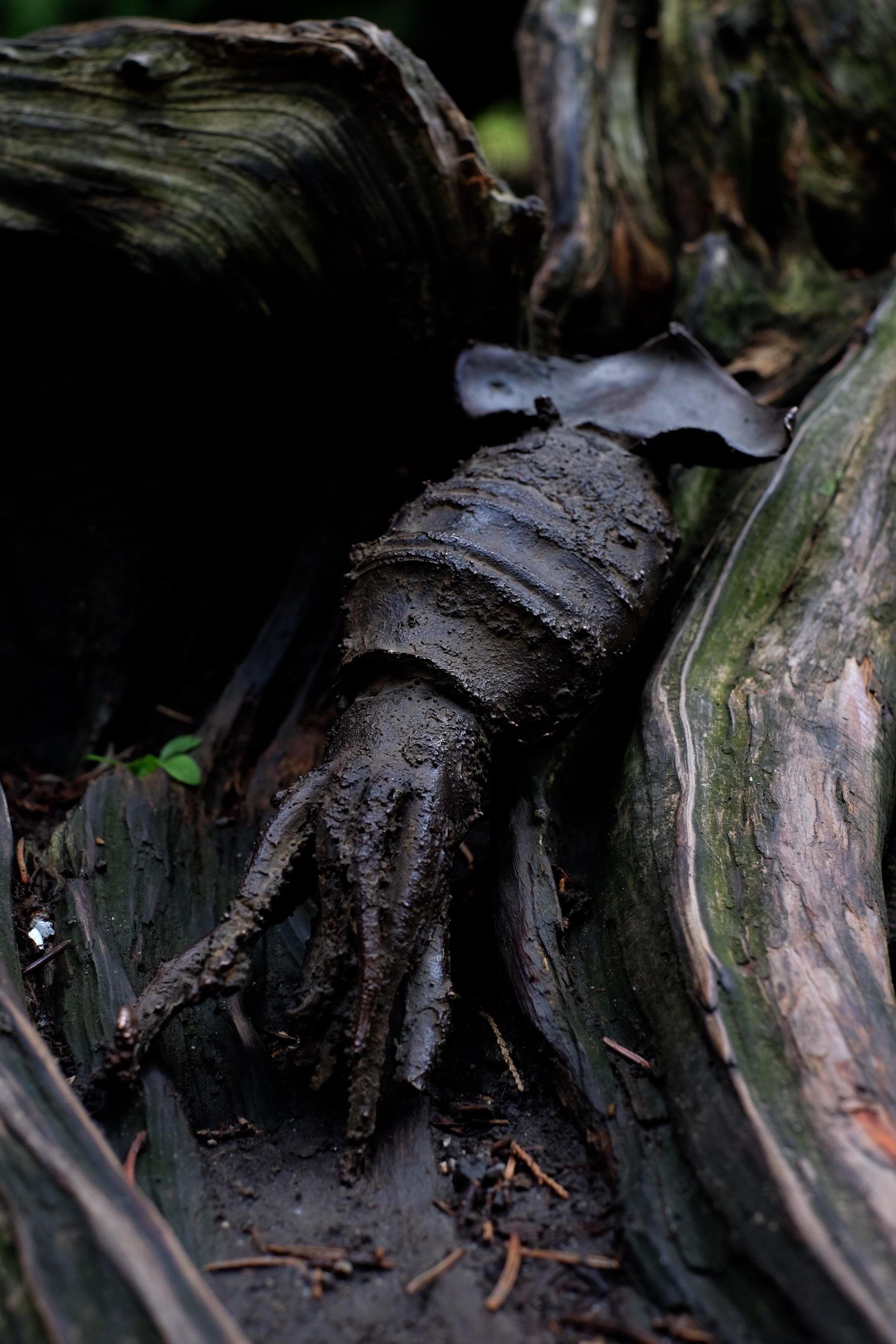 ika_shinda DSCF5769_MLR.JPG