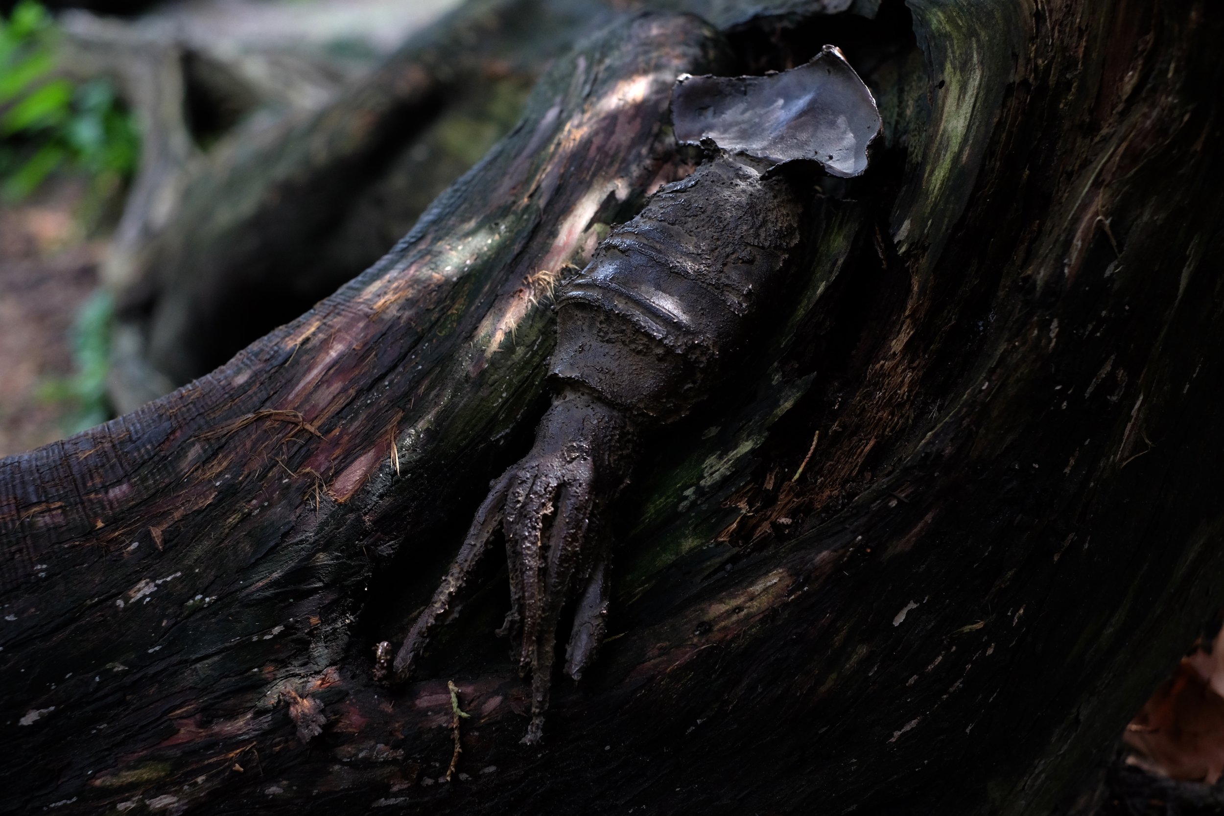 ika_shinda DSCF5815_MLR.JPG