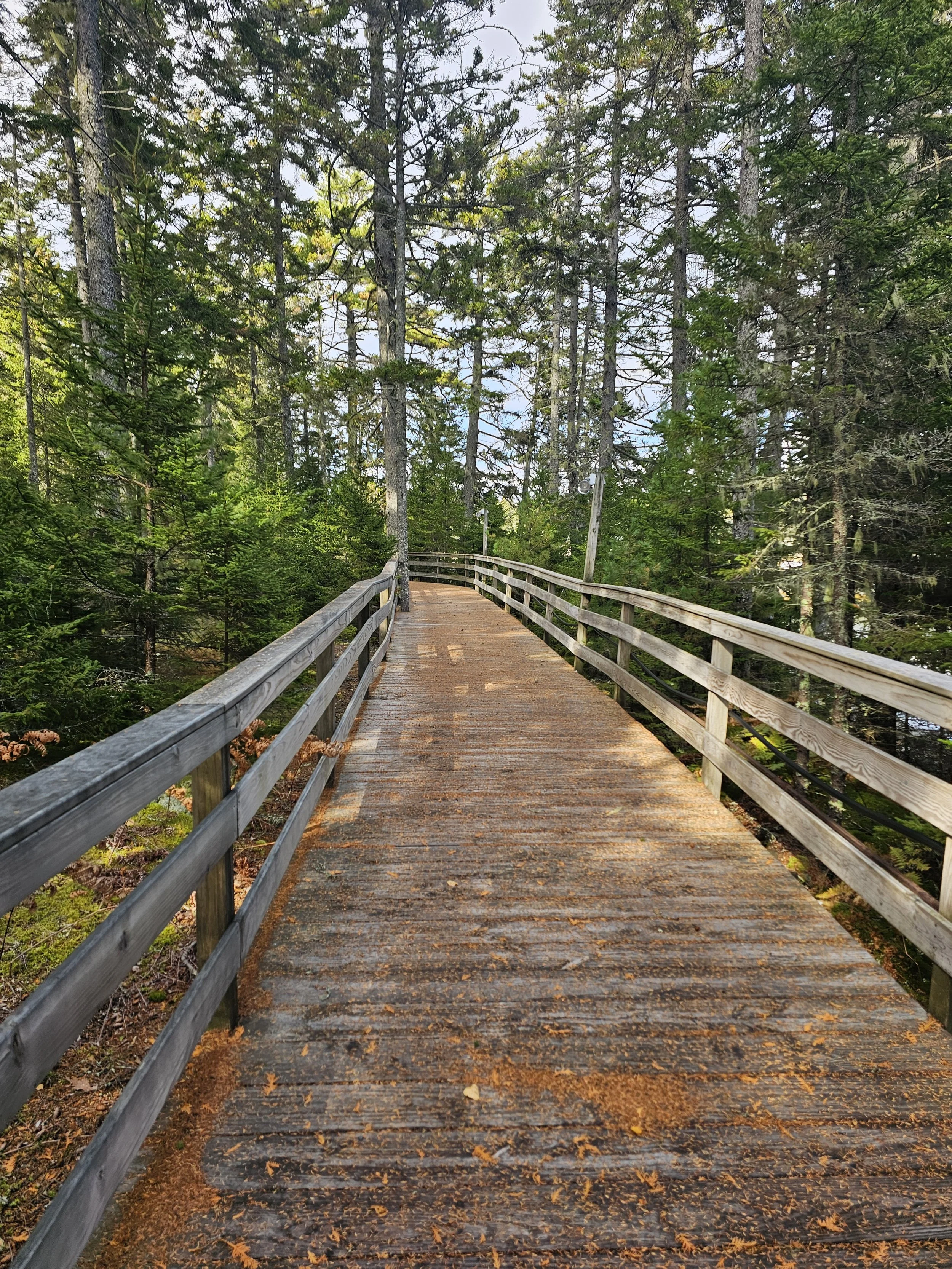 Wooden boardwalk winding through trees at The Foggy Pearl in Hancock, Maine.