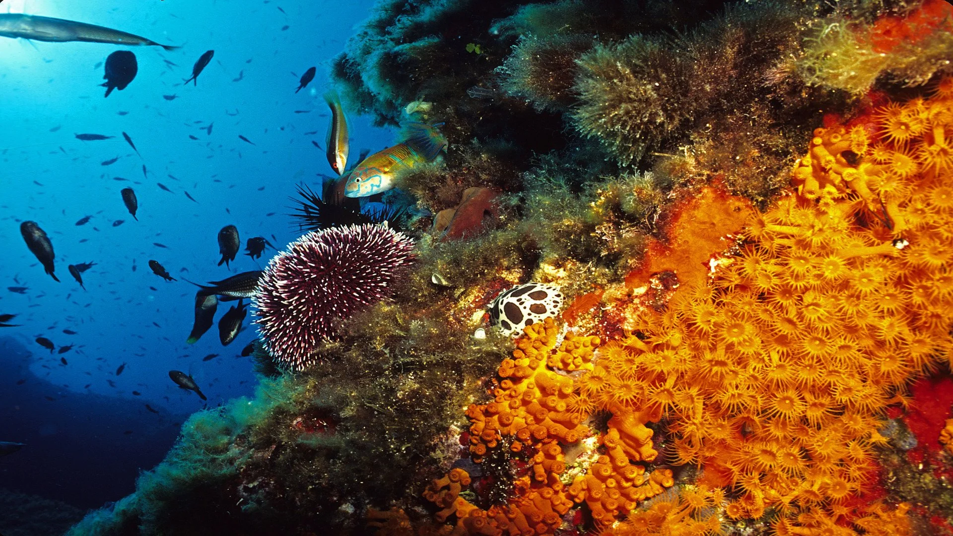 france_sauvage_corse.jpg