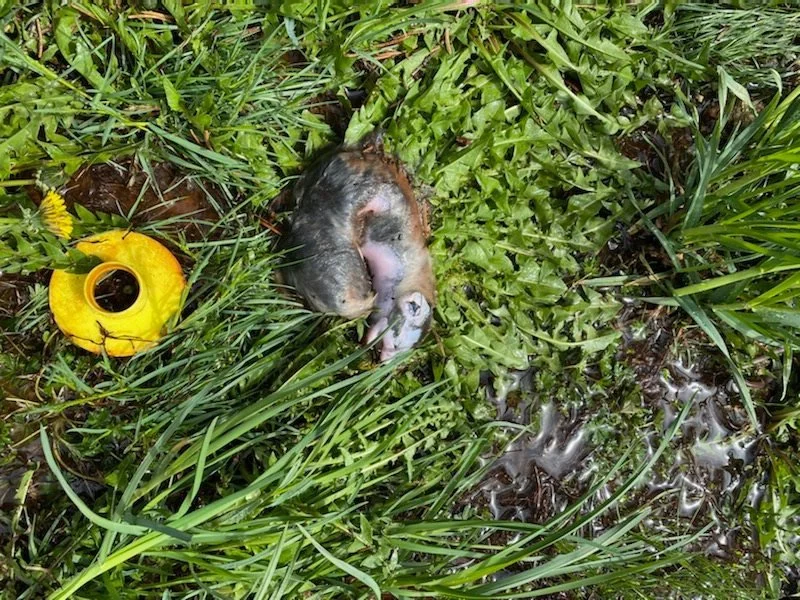 Rodent - well cleanout.jpg