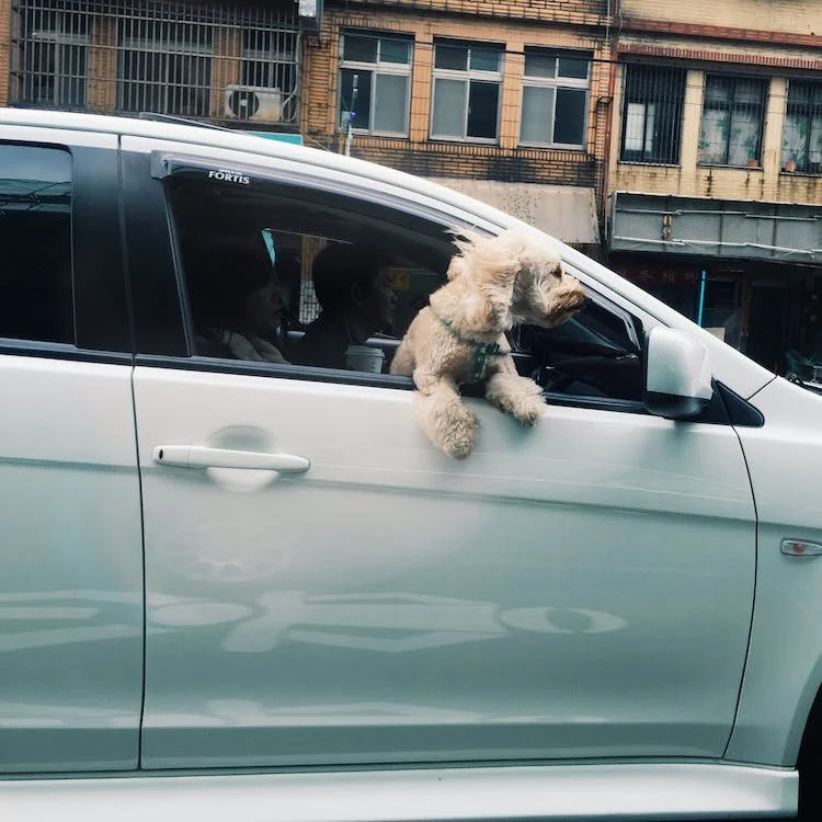 A white dog with curly fur leaning out of a car window, looking to the side while two people sit inside the vehicle. The background shows an urban street with multi-story brick buildings.
