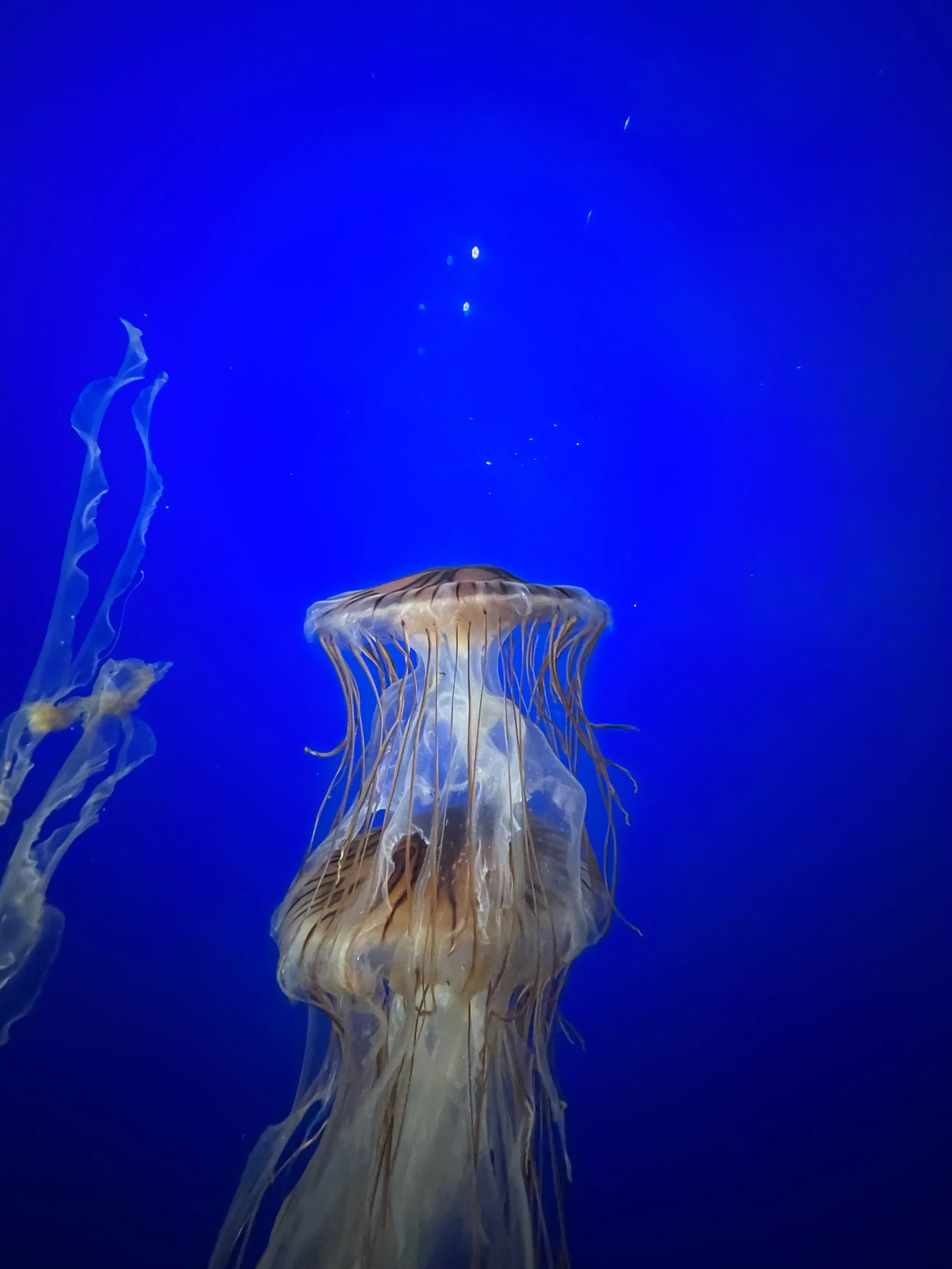 State with the most Student Loan Debt