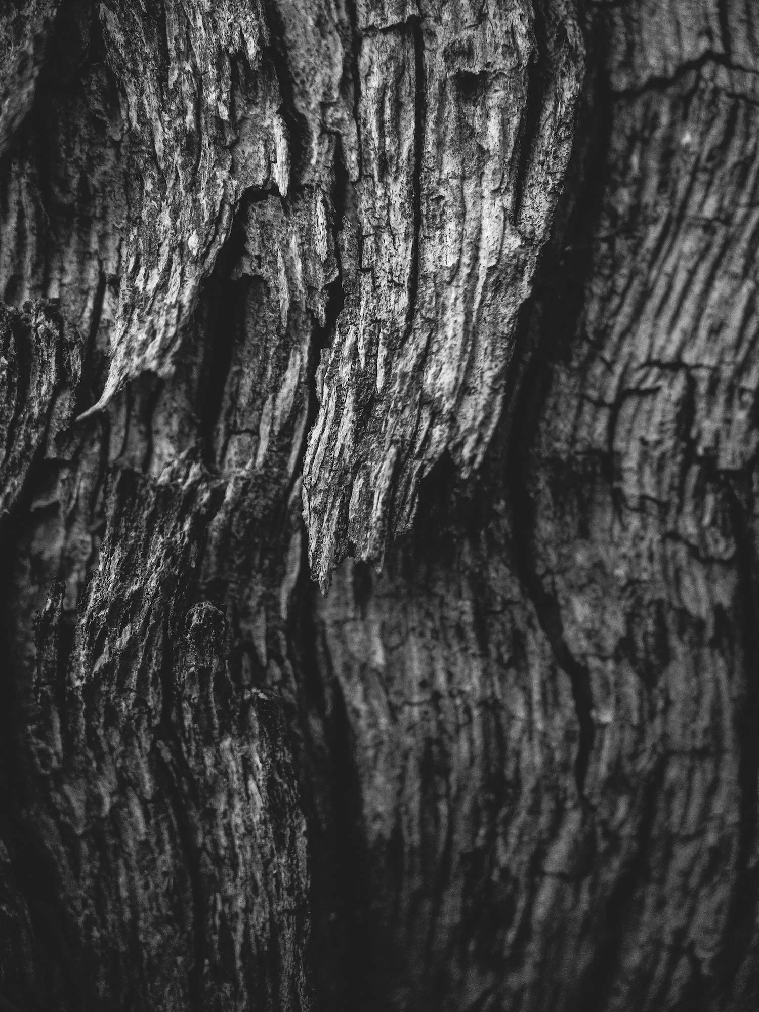 TREE REMOVAL &amp; TREE DEBRIS MACRO