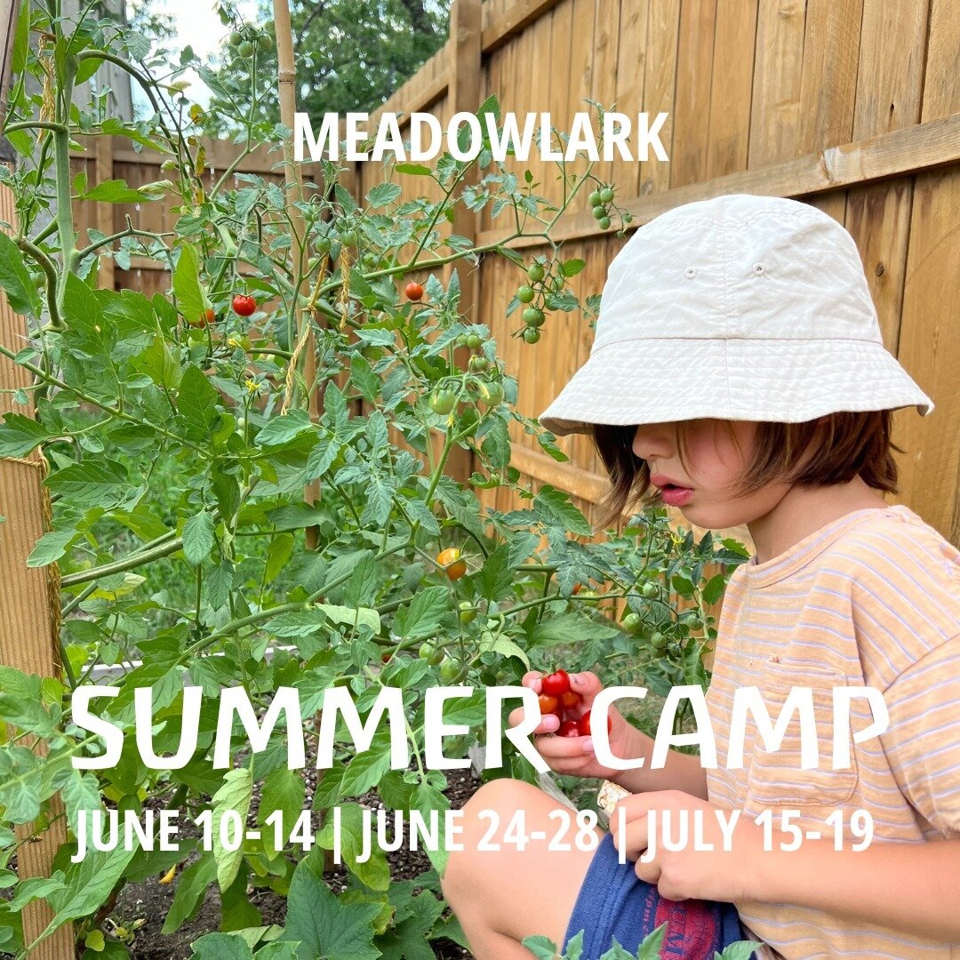 Join us for Meadowlark Summer Camp! 

Meadowlark Summer Camp nurtures children&rsquo;s inherent connection to the natural world and each other through creative work and imaginative play. Each day is carried by a gentle rhythm - allowing for a balance