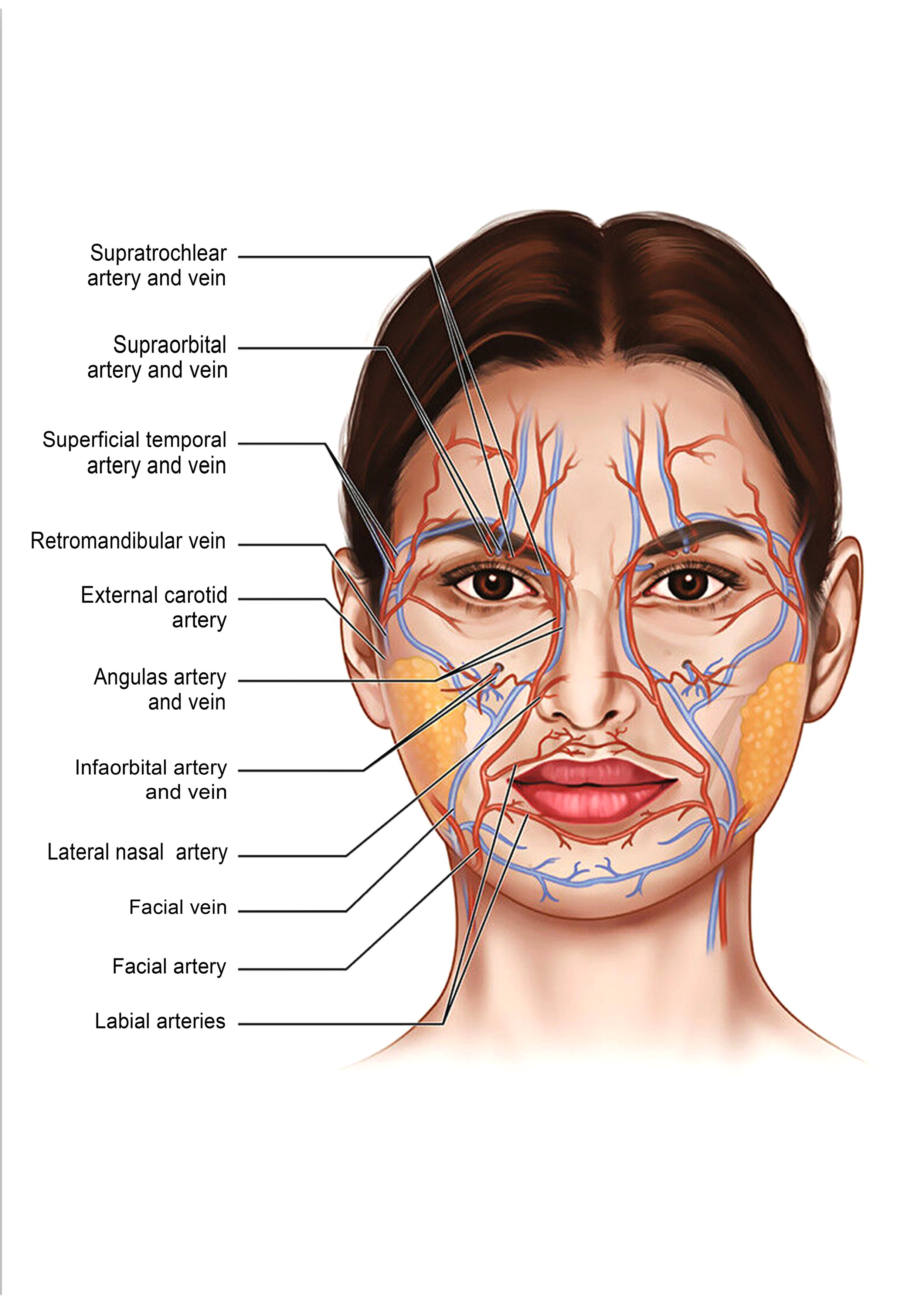FACE_Anatomy2.jpg