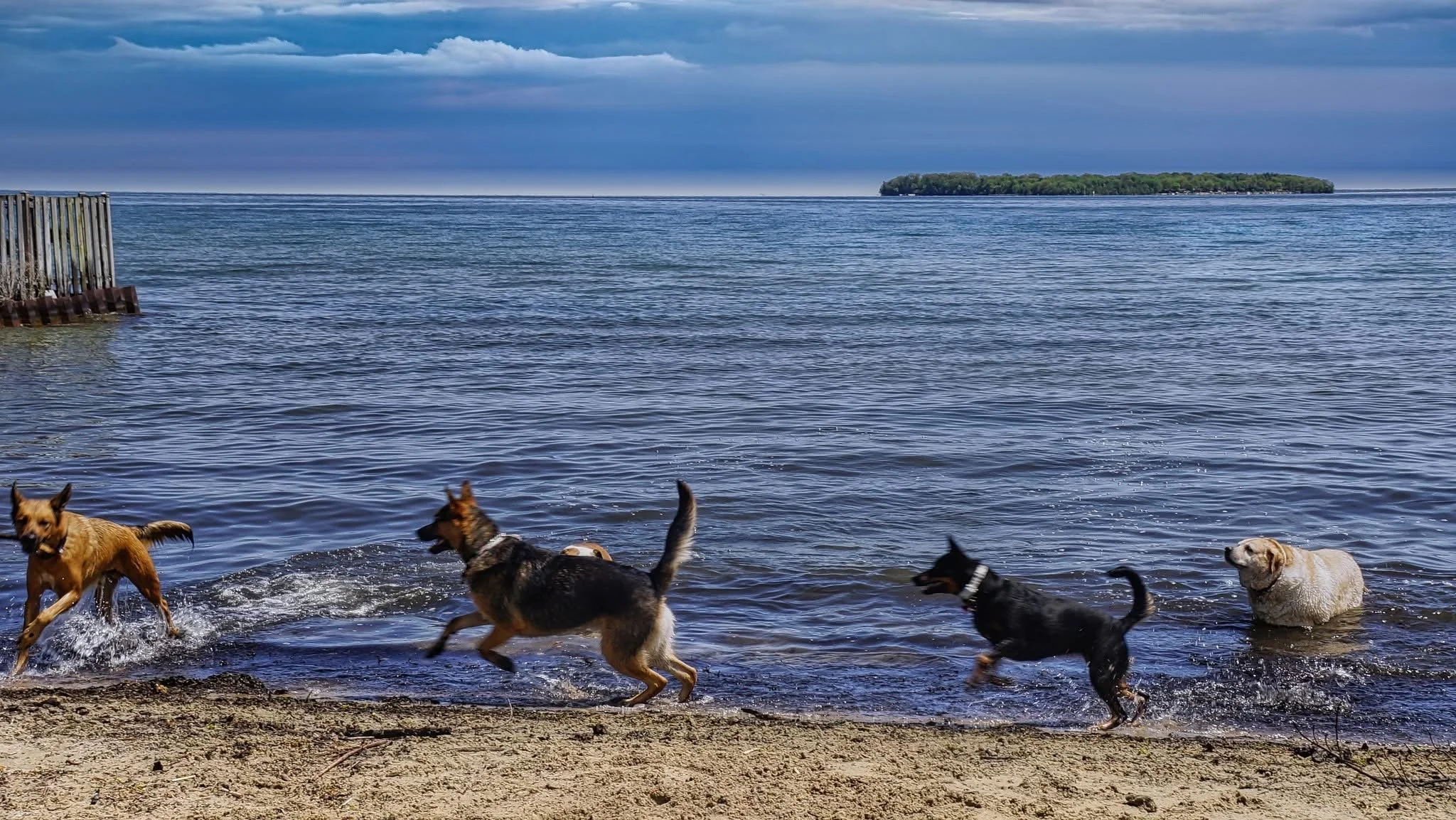 dogs-playing-in-water-save-innisfil-dog-beach.JPG