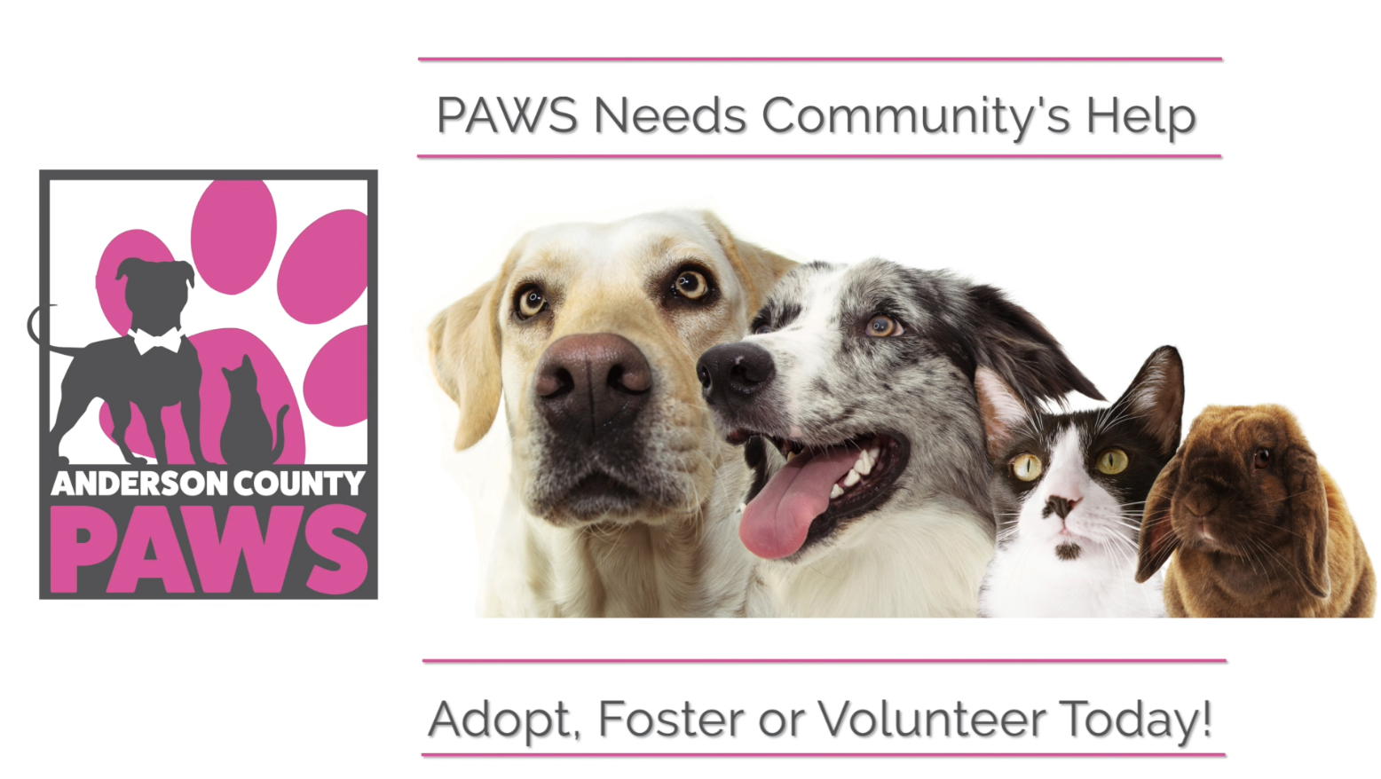PAWS Needs Homes for Pets as Shelter Reaches Capacity