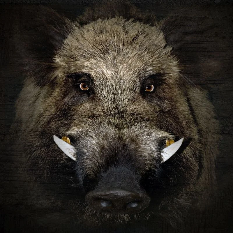 Feral Hogs a Dangerous Problem Unlikely to Go Away