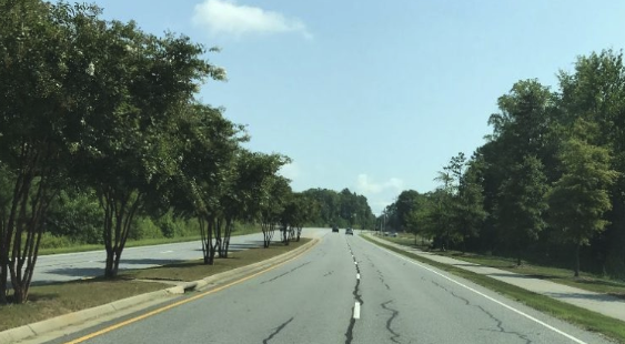 County to Replace Cut Trees on Parkway