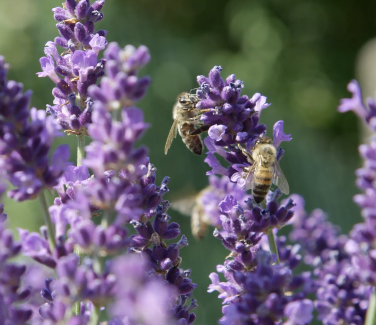 Birds, Bees, Gardening Connect at Belton Museum Exhibit