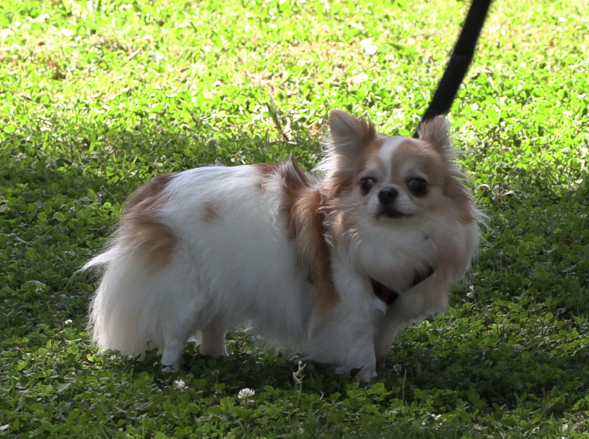 West Pelzer Celebrates Heritage with Dog Show