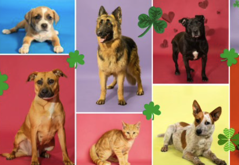 PAWS Puts Out the Shamrocks for Saturday Event as Shelter Enjoys Growing Success