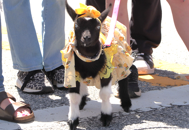 Honea Path Dancing Goat FolkFest Brings Crowds Downtown