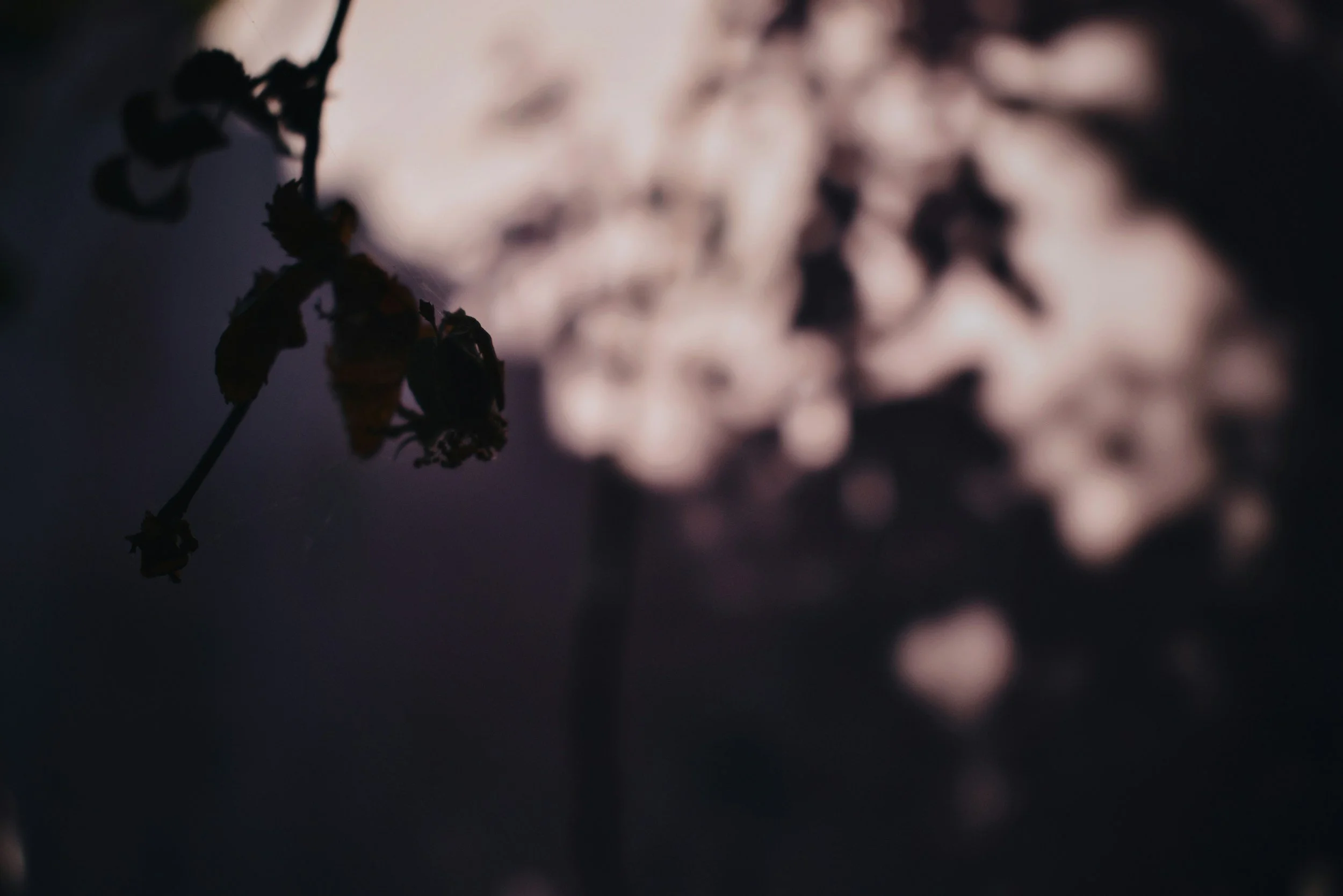 unsplash-image-4YSdp2-hEOQ.jpg