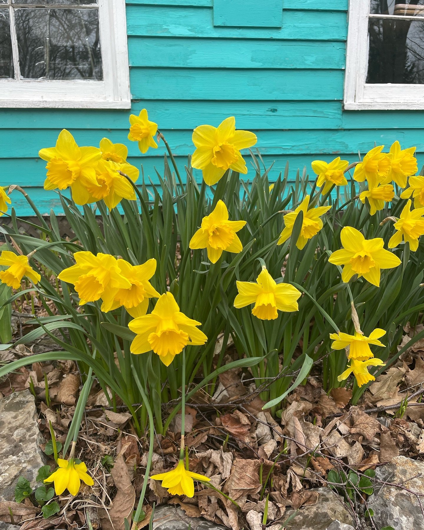 daffodils In bloom at sand &amp; pearl