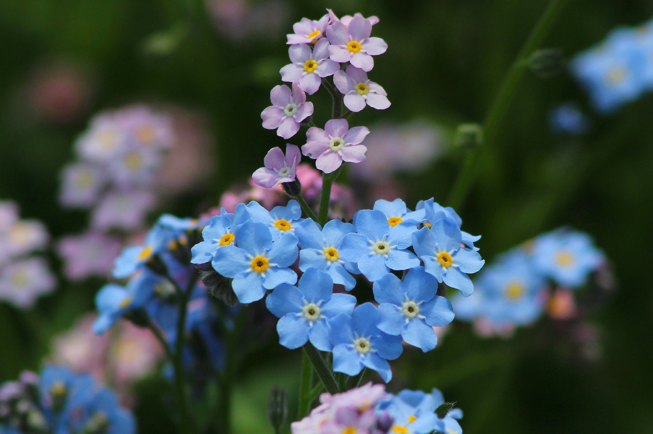 Forget-me-not is Alaska's state flower.