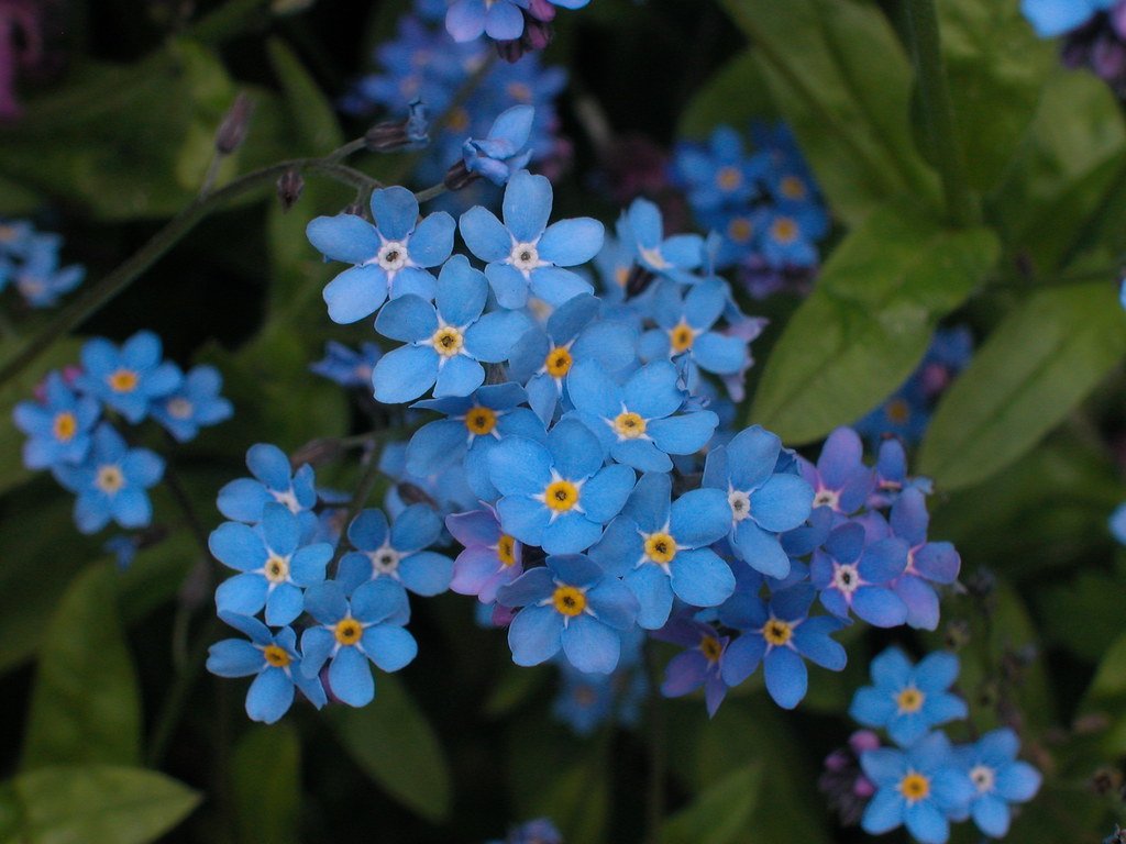 Many species are native to New Zealand.