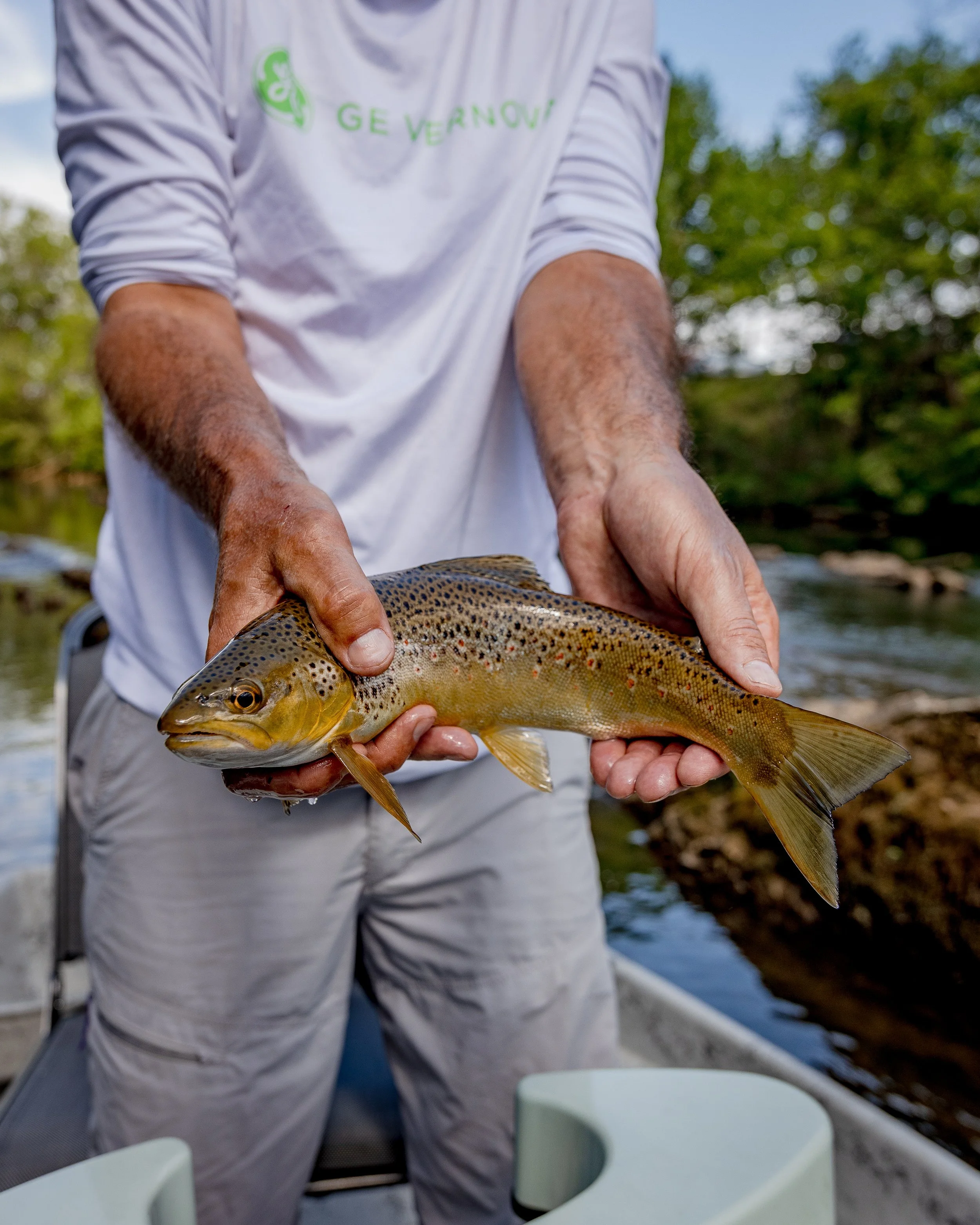 Watauga River Brown Trout