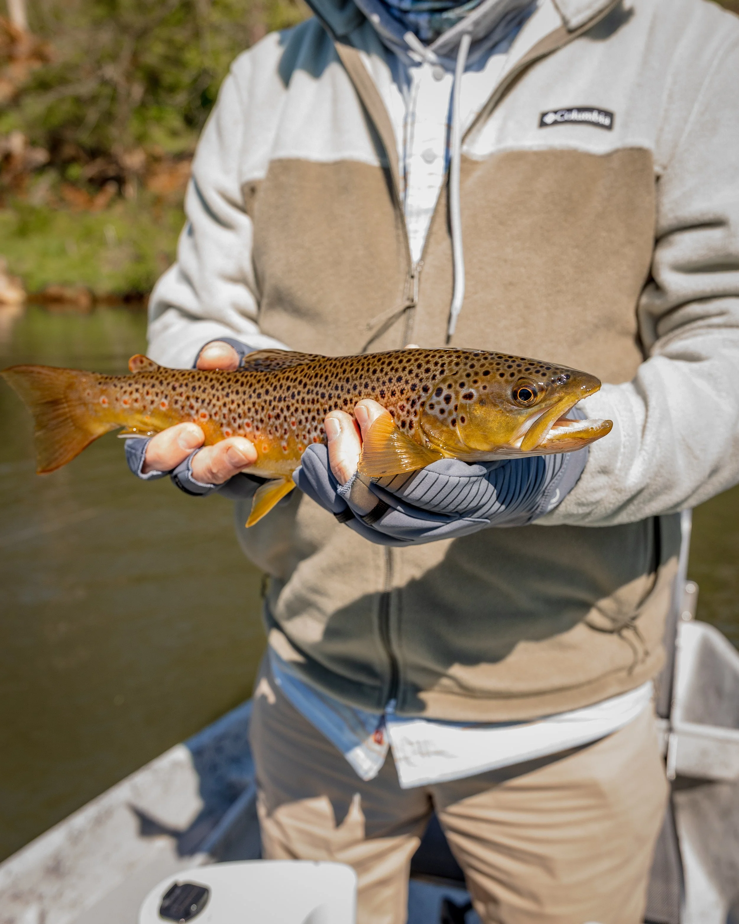 Watauga Brown Trout