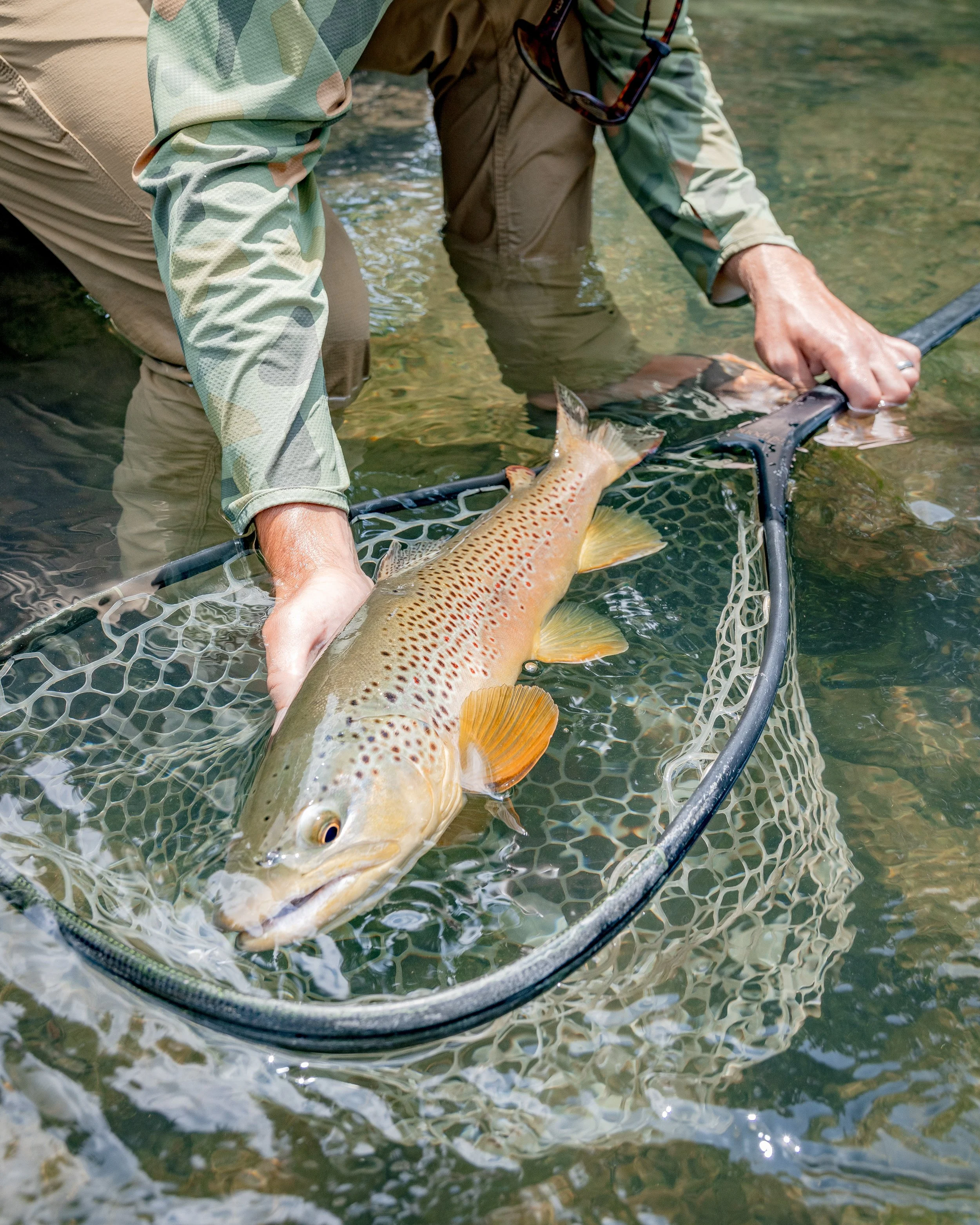 South Holston Brown Trout