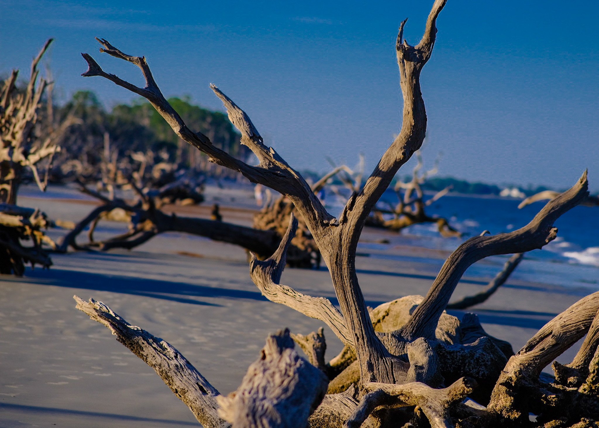 Driftwood Beach