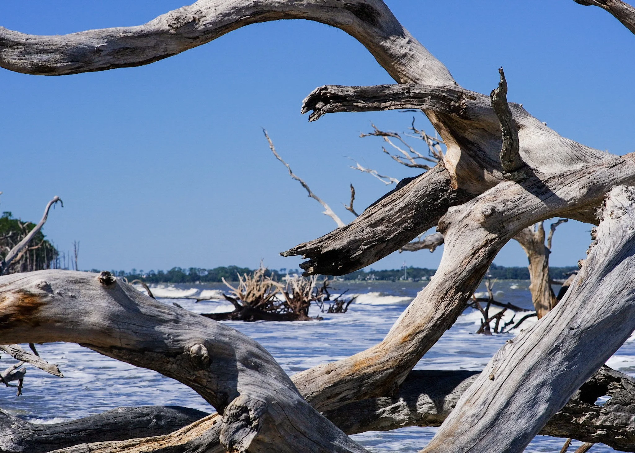 Driftwood Beach