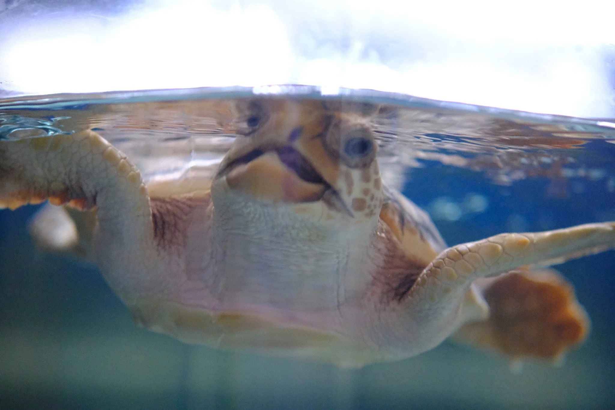 Georgia Sea Turtle Center Jekyll Island 
