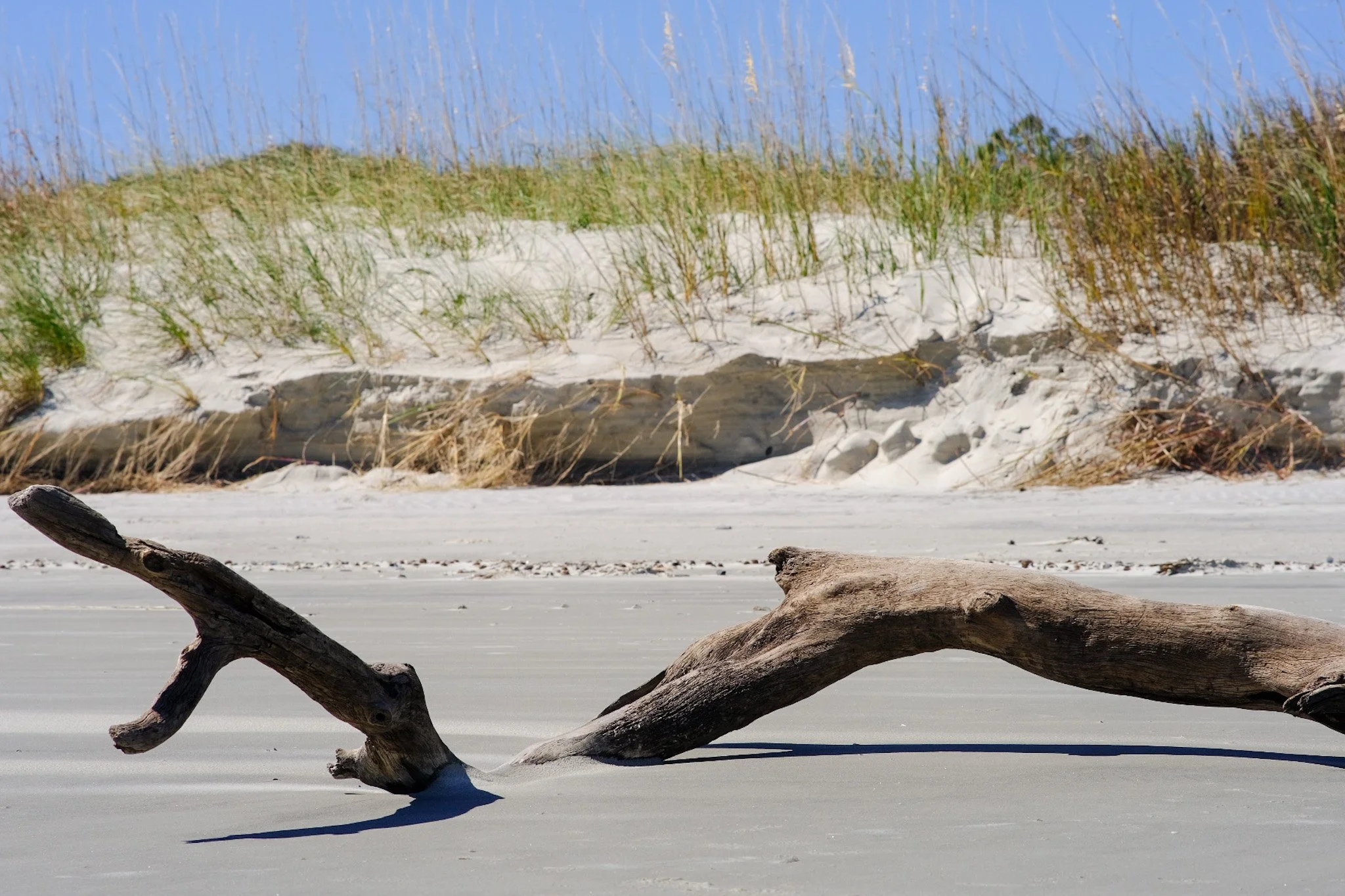  Jekyll Island Driftwood 