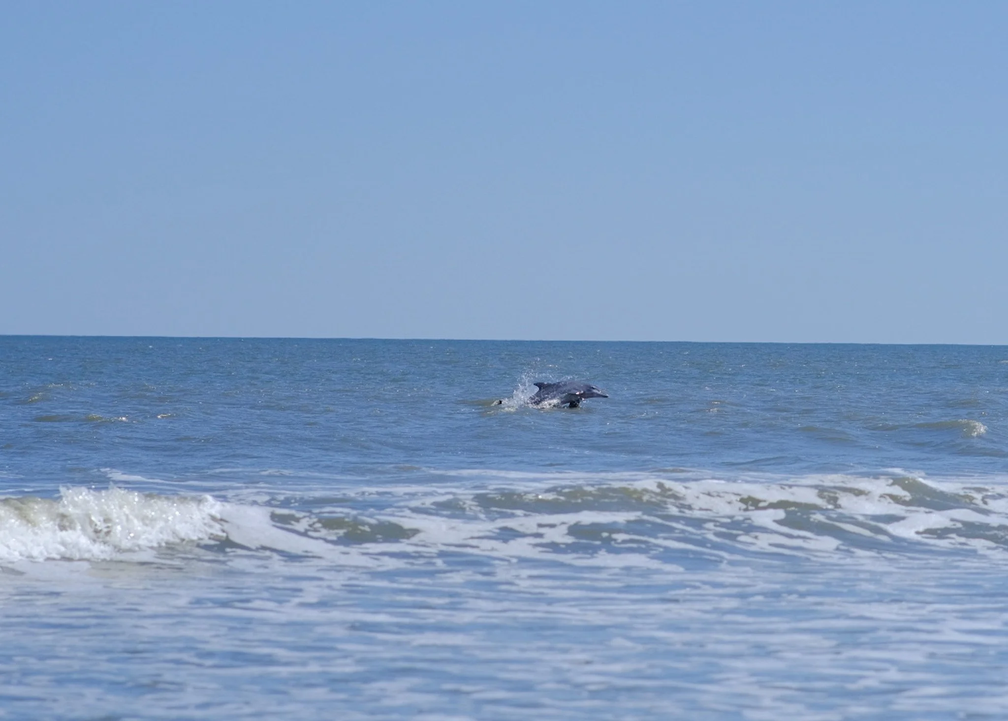  Jekyll Island Beach Dolphin 