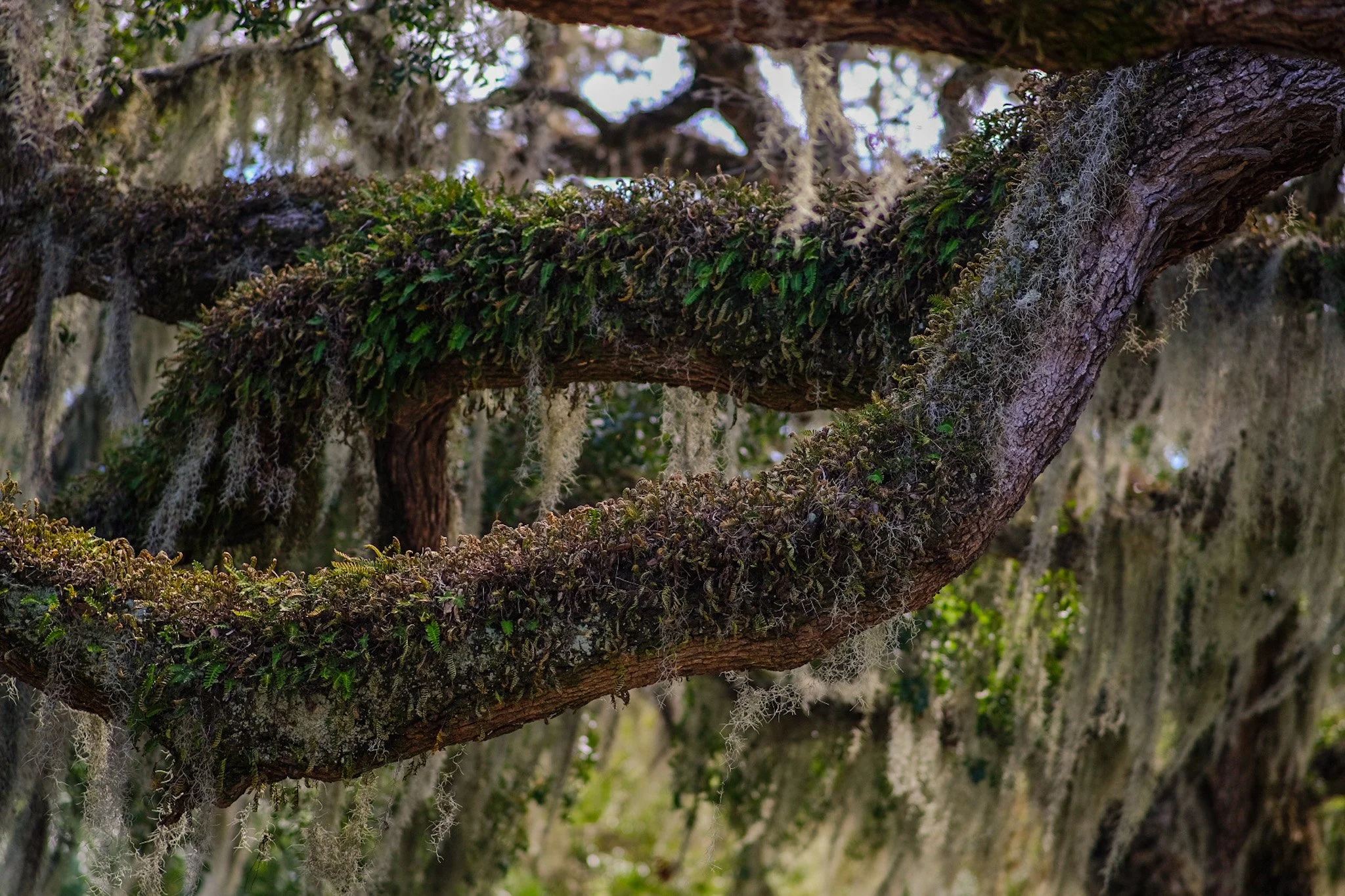 CBC576CC-2917-4A97-98C3-10119AA86557-64175-00000B2271808C3D 2.jpeg