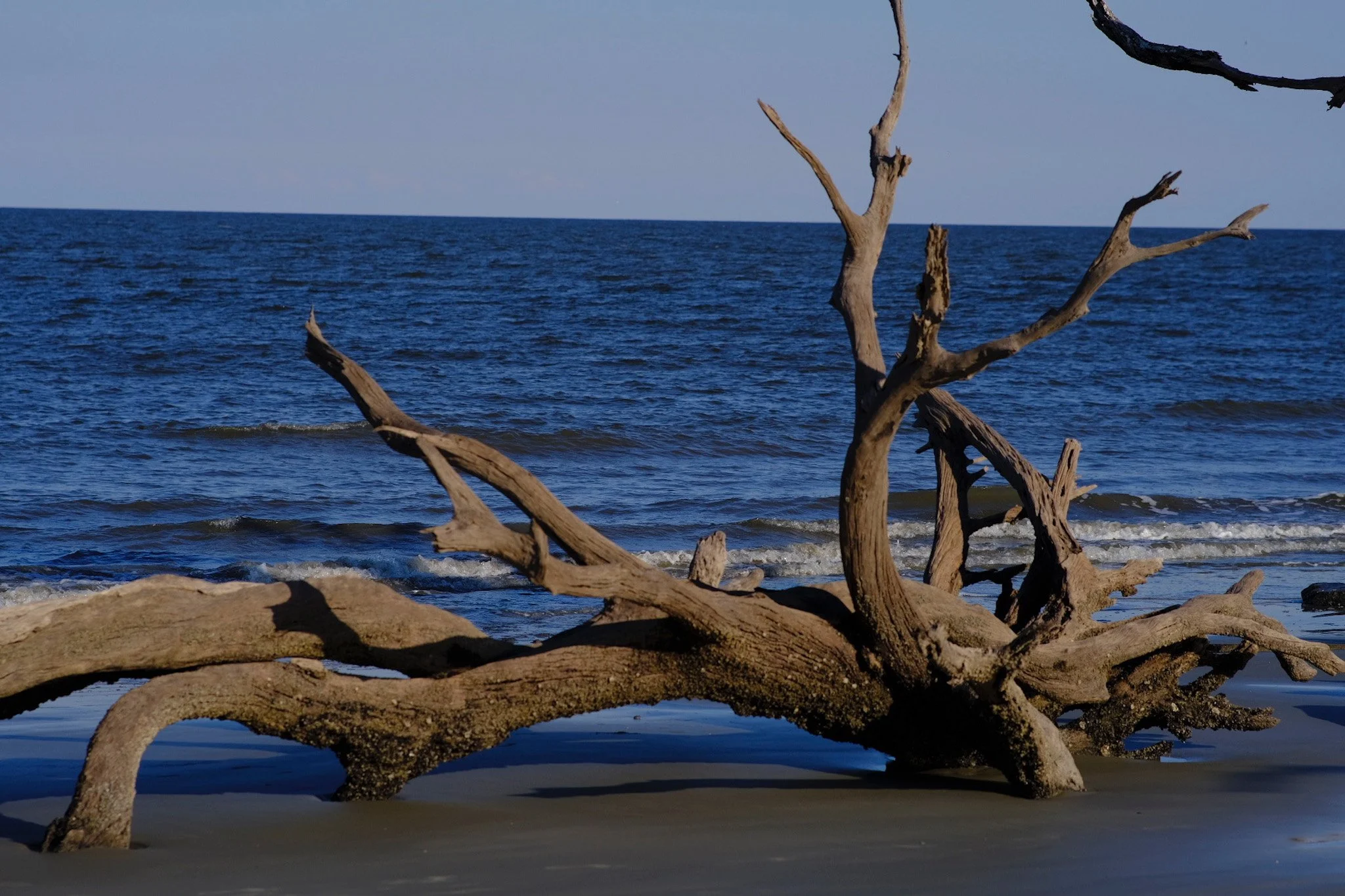 Driftwood Beach