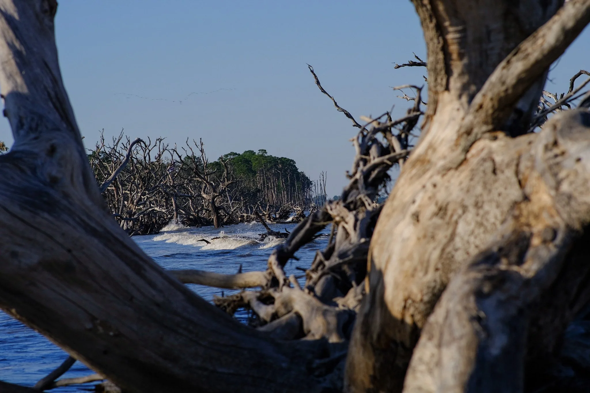 Driftwood Beach