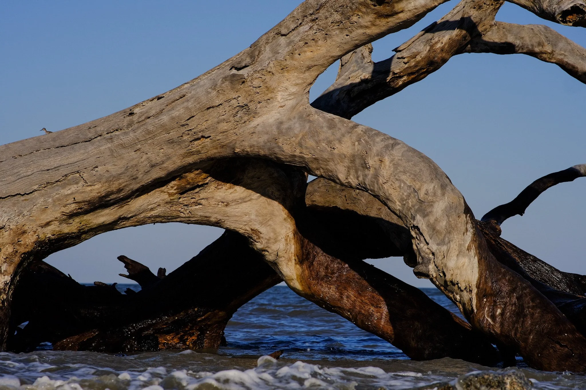 Driftwood Beach