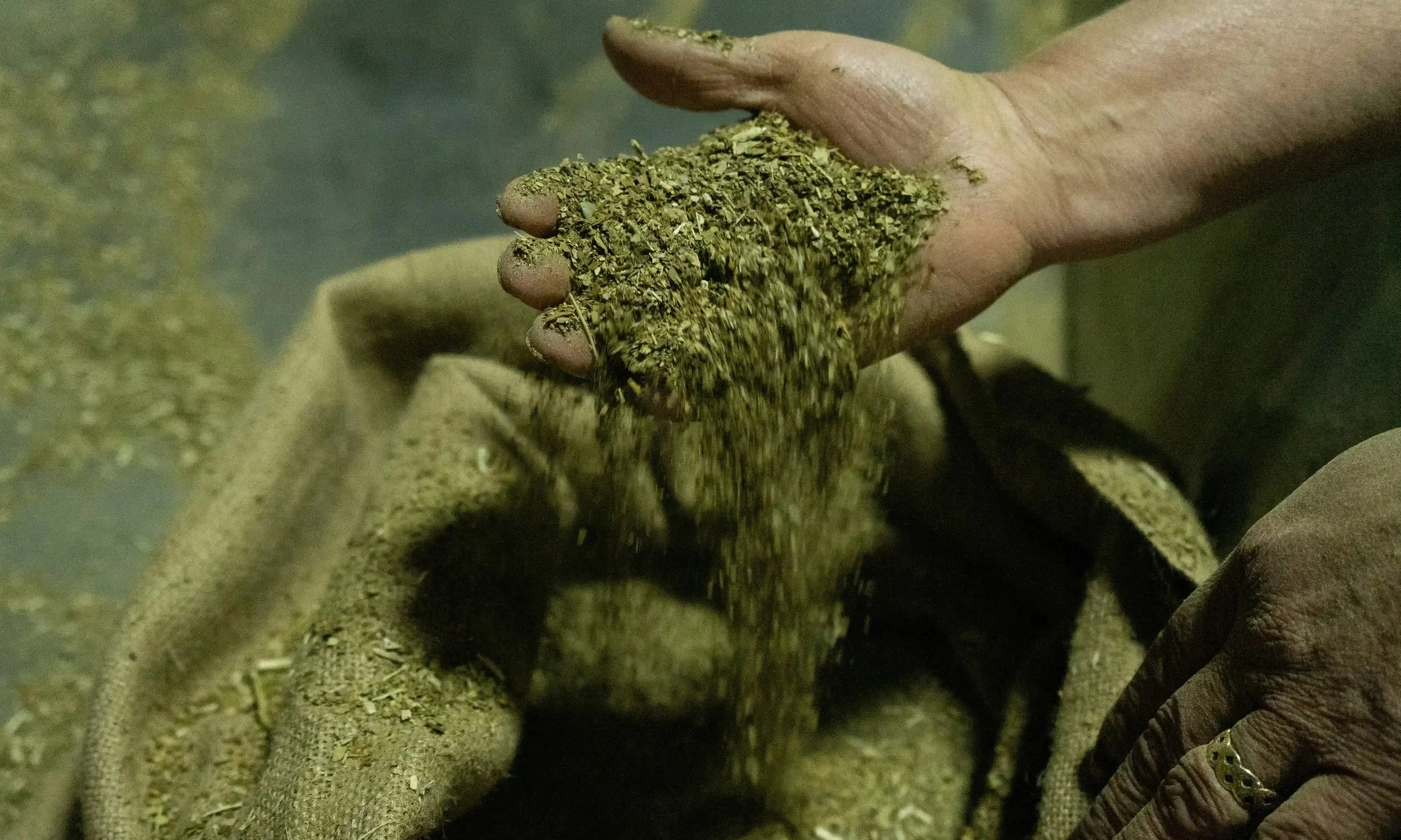 Mate supports livelihood of Paraguayan farmers