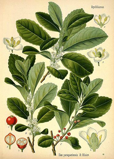 Mate’s role in improving cognitive function