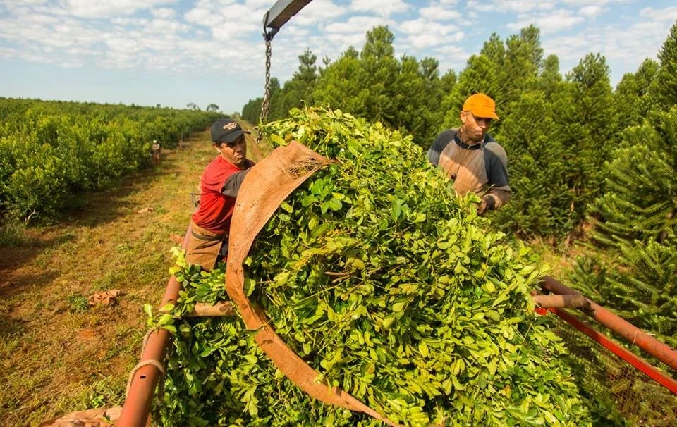 Yerba Mate Starter Kit — drinkyerbamate