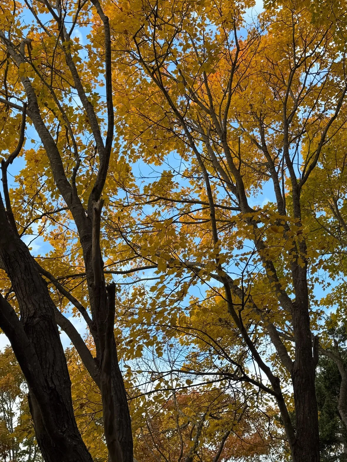 Some late season color and texture from today&rsquo;s walk in Two Lights State Park. Some of these highlights will definitely make their way into future paintings! 
.
.
#mainelife #maineartist #colorandtexture #autumnvibes #autumn