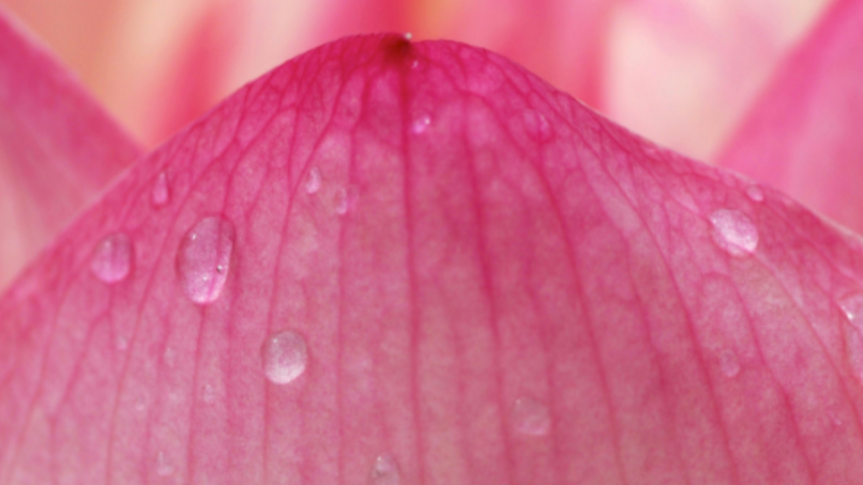 Close-up of pink flower petals with water droplets.
