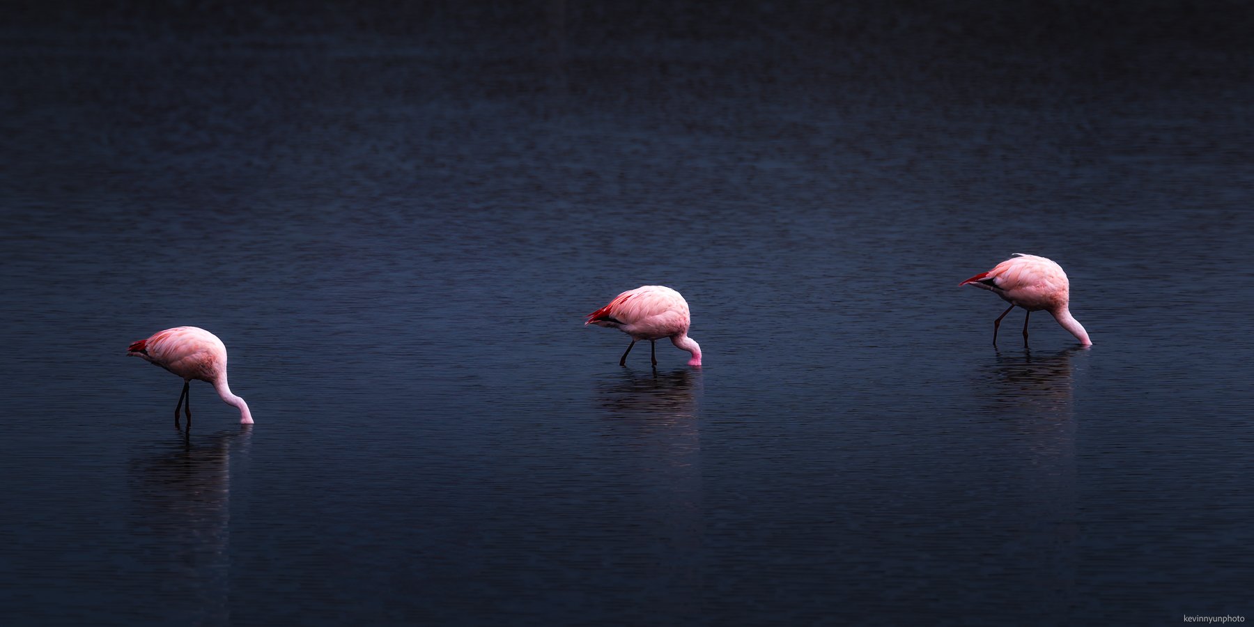 A-LN_Kevin-Nyun_Flamingo-1.jpg