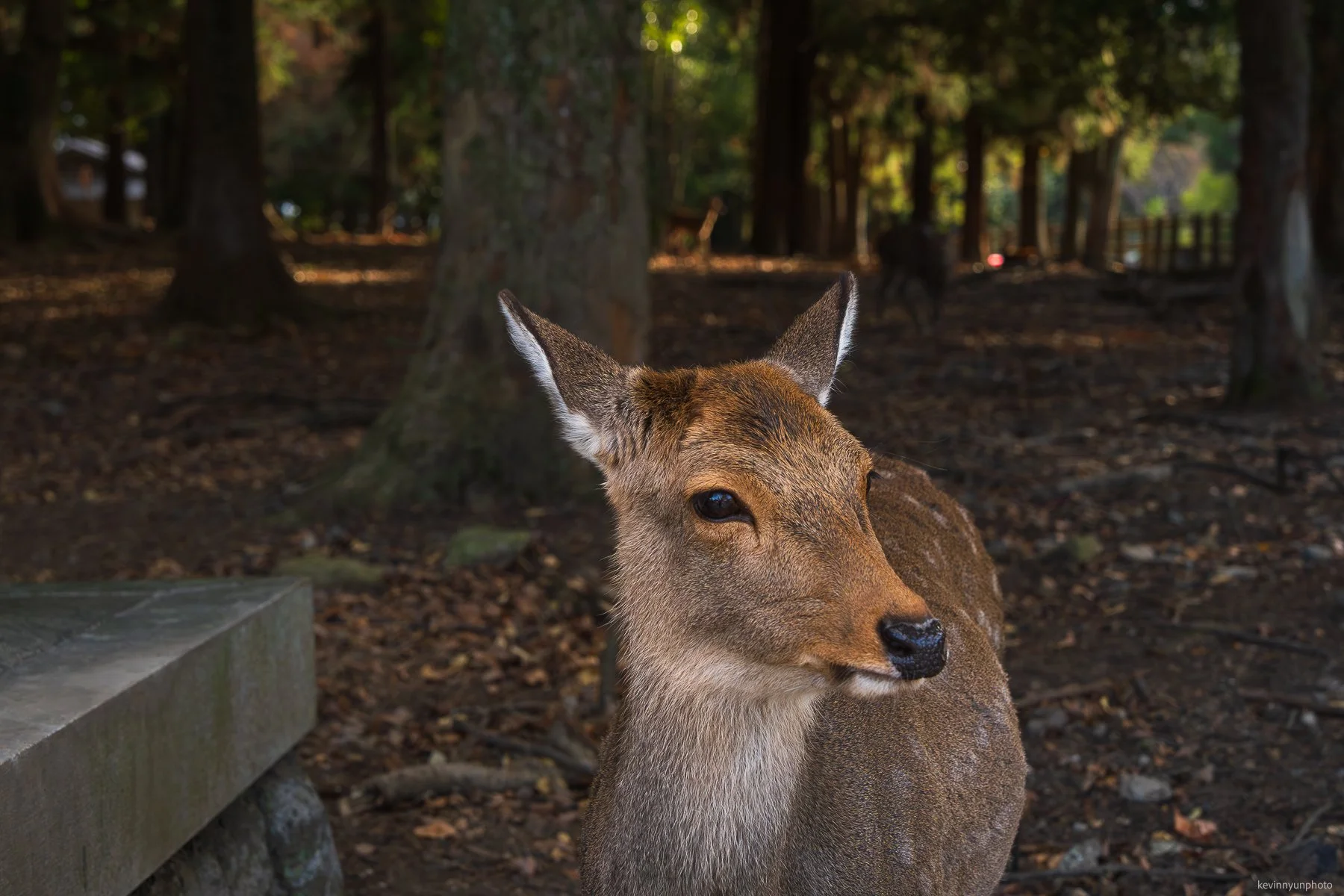 A-LN_Kevin-Nyun_Deer-Battle-3.jpg