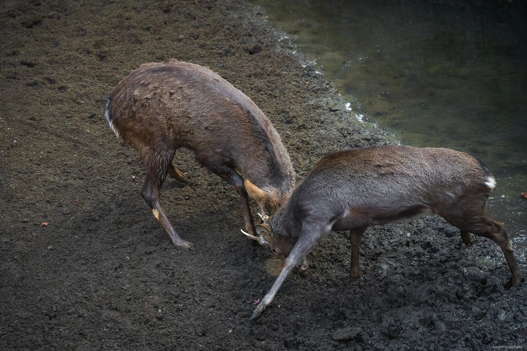 A-LN_Kevin-Nyun_Deer-Battle-1.jpg