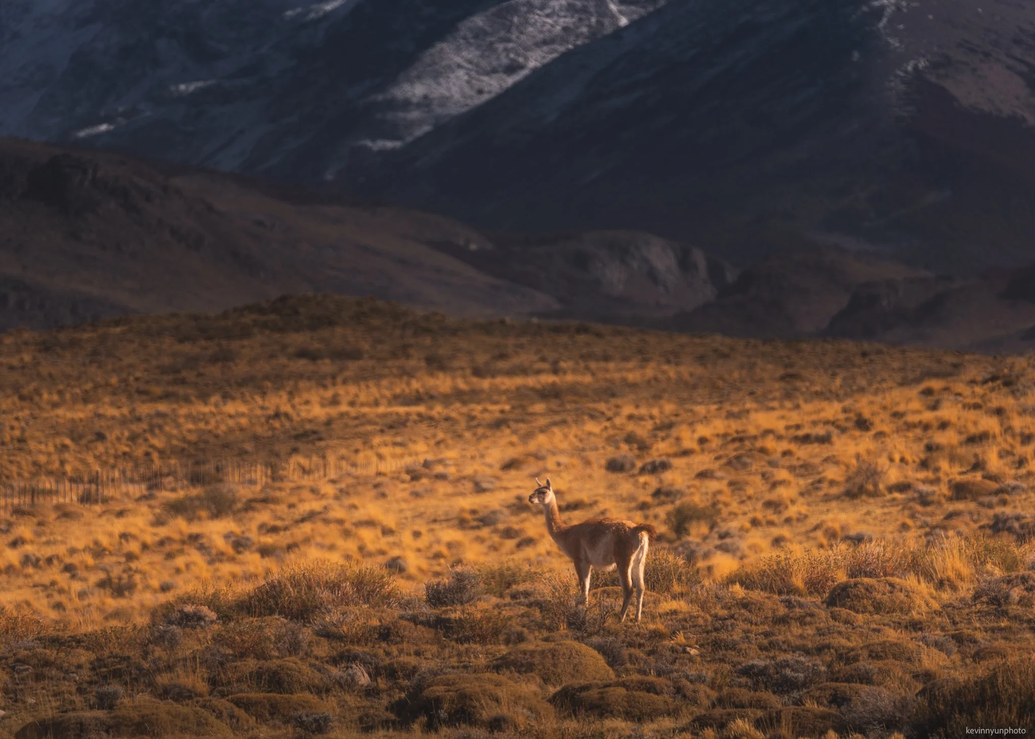 Patagonia Guanacos-5.jpg