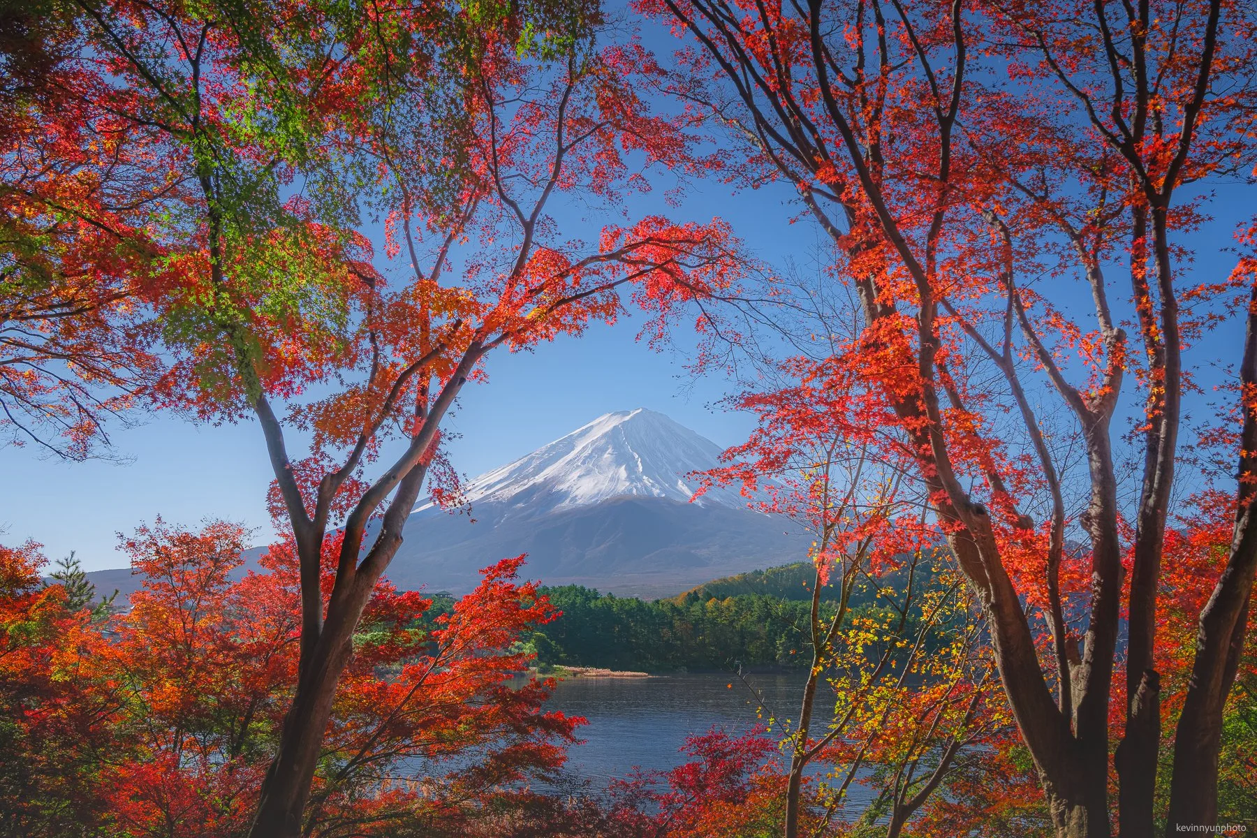 A-LN_Kevin-Nyun_Momiji-Tunnel-1.jpg